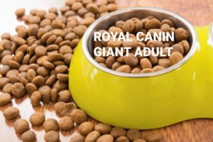 croquettes Royal Canin Giant Adult