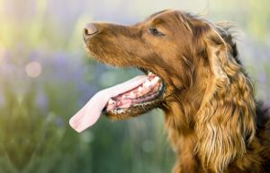 chien et canicule