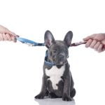 garde chien divorce