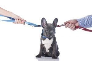 garde chien divorce