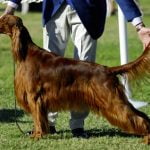 lignée de beauté ou de travail