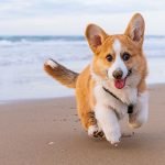 plages autorisées aux chiens