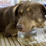 protéger le chien de la chaleur