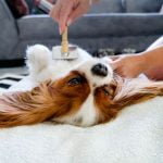 5 astuces pour un beau pelage