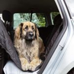 chien en voiture