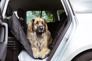 chien en voiture