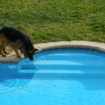 chien qui boit l'eau de piscine
