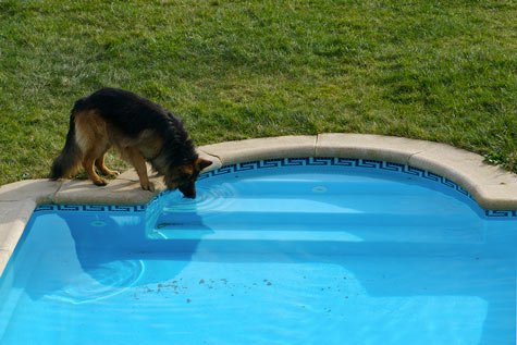 chien qui boit l'eau de piscine