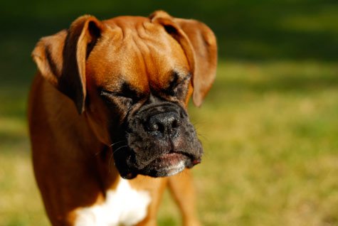 chien qui éternue