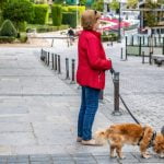 chien qui lèche de l'urine