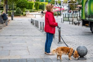chien qui lèche de l'urine