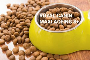 croquettes royal canin maxi ageing 8+