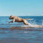 danger de l'eau de mer pour le chien