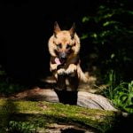 parc aventure pour chien