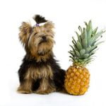 ananas pour chien