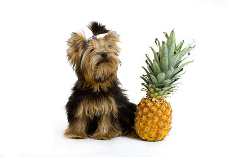 ananas pour chien