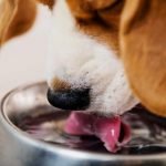 besoins en eau du chien