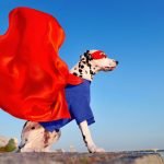 trophées des chiens héros 2021