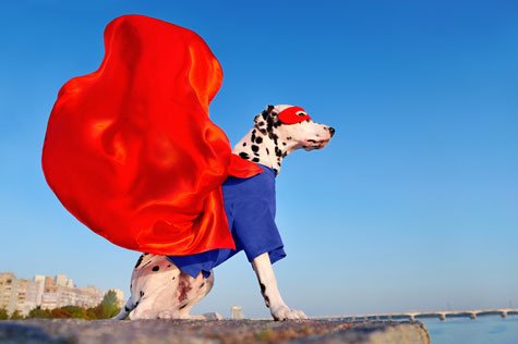 trophées des chiens héros 2021