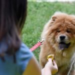 donner des prunes à son chien