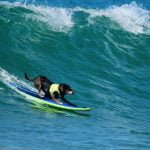 chien surfeur