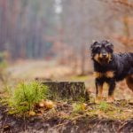 Pablo un jagdterrier voyageur