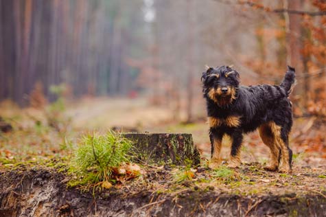 Pablo un jagdterrier voyageur