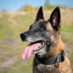 maison de retraite pour chien policier