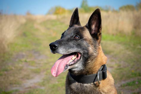 maison de retraite pour chien policier