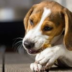 objets à ronger pour chien
