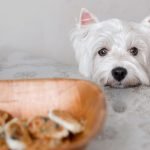 restes de table pour chien