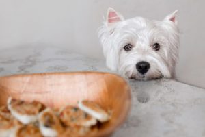 restes de table pour chien