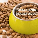 Royal Canin Beagle Adult