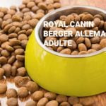 Royal Cann berger allemand adulte