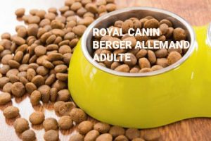 Royal Cann berger allemand adulte