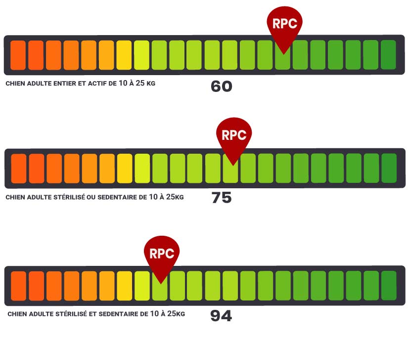 rpc royal canin beagle adult