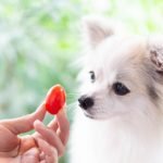 tomate pour chien