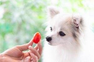 tomate pour chien