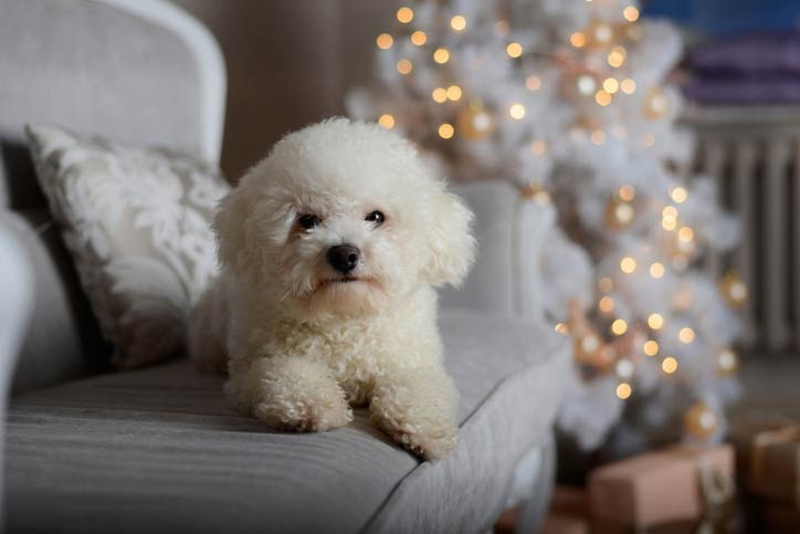 bichon frisé