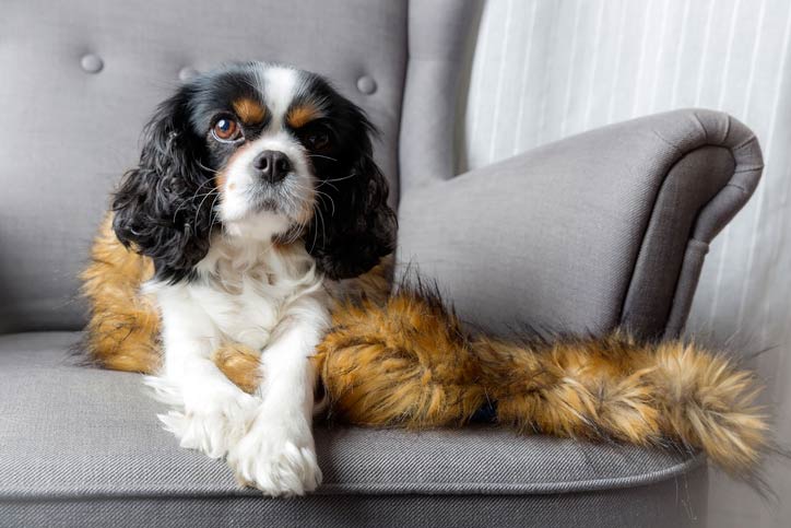 cavalier King Charles
