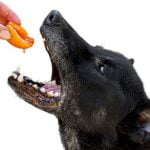 chien qui mange un abricot