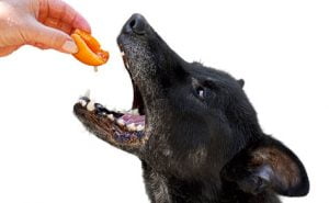 chien qui mange un abricot