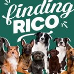 Finding Rico