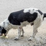 chien atteint de gastrite qui vomit