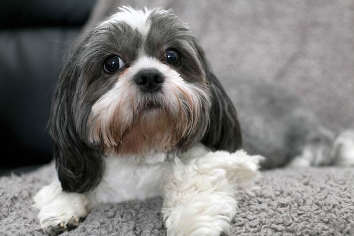 shih tzu