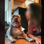 vidéo dangereuse Tik Tok