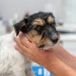 chien qui a le cou bloqué