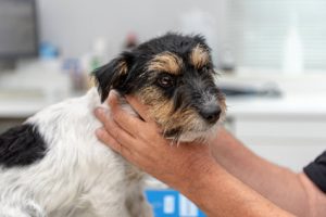 chien qui a le cou bloqué
