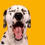 chien qui bâille
