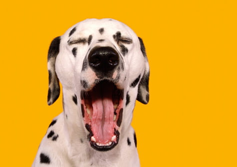 chien qui bâille